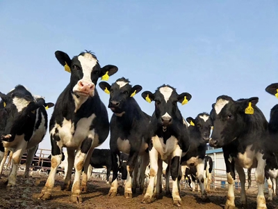 基因編輯奶牛示范牧場(chǎng)